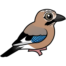 Eurasian Jay