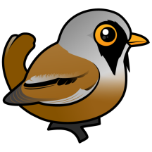 Bearded Reedling