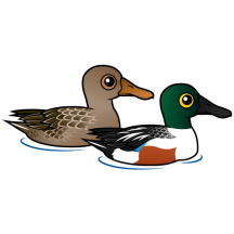 Northern Shoveler Pair
