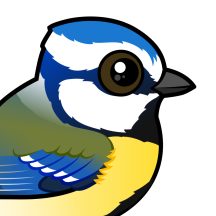 Tits, Chickadees & Kinglets