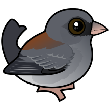 Gray-headed Dark-eyed Junco