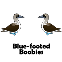 Cute Blue-footed Boobies