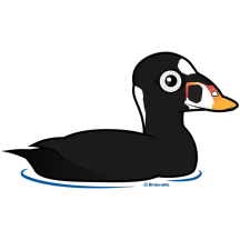 Surf Scoter