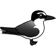 Bridled Tern