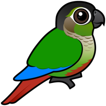 Green-cheeked Parakeet