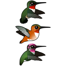 Three Hummingbirds in Flight