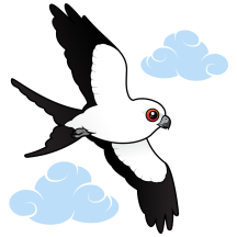 Swallow-tailed Kite in flight
