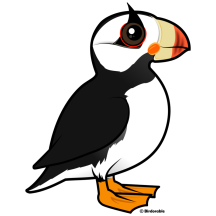 Horned Puffin