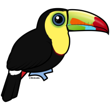 Keel-billed Toucan