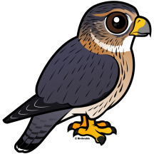 Merlin