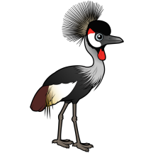 Grey Crowned-Crane
