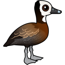 White-faced Whistling-Duck