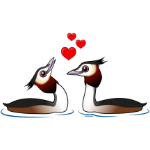 Great Crested Grebes in Love