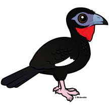 White-winged Guan