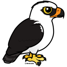 Black-and-white Hawk-Eagle