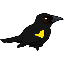 Yellow-shouldered Blackbird