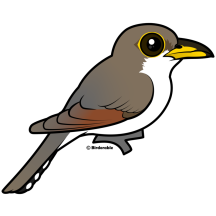 Yellow-billed Cuckoo