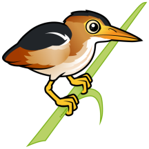 Least Bittern