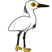 Snowy Egret