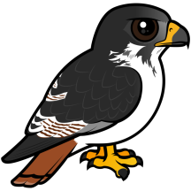 Augur Buzzard