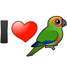 I Love Golden-capped Conures