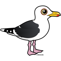 Western Gull