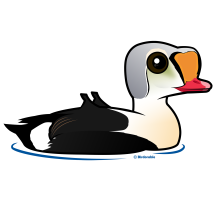 Birdorable King Eider