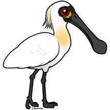 Black-faced Spoonbill