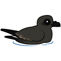 Leach's Storm Petrel