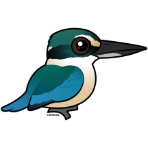 Sacred Kingfisher
