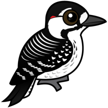 Birdorable Red-cockaded Woodpecker