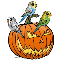 Jack O'Budgies