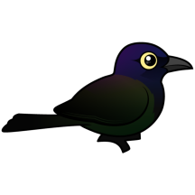 Common Grackle