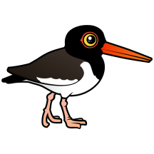 American Oystercatcher