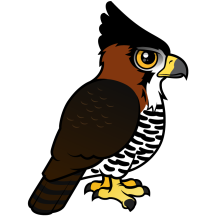 Ornate Hawk-Eagle