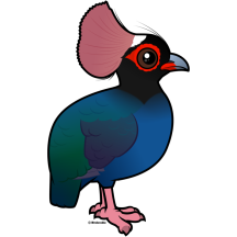 Crested Partridge