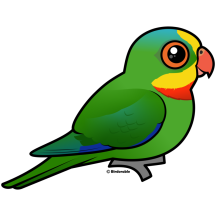 Superb Parrot