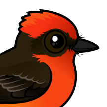 Flycatchers and Friends