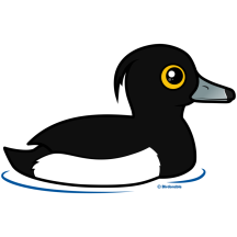 Tufted Duck