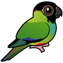 Nanday Parakeet