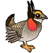 Lesser Prairie-Chicken
