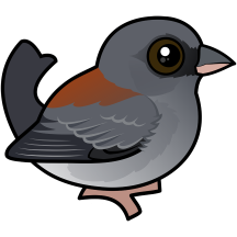 Red-backed Dark-eyed Junco