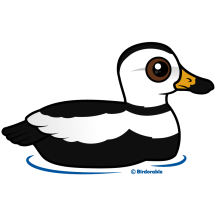 Labrador Duck