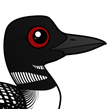 Loons & Grebes