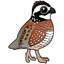 Northern Bobwhite
