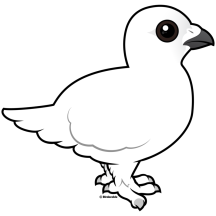 Willow Ptarmigan, winter plumage