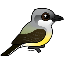 Western Kingbird
