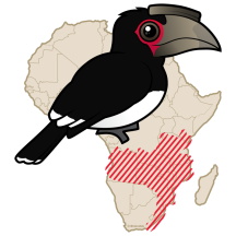 Trumpeter Hornbill Range