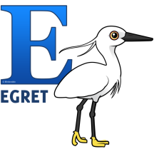 E is for Egret