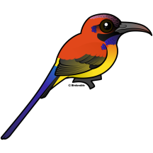 Mrs. Gould's Sunbird
